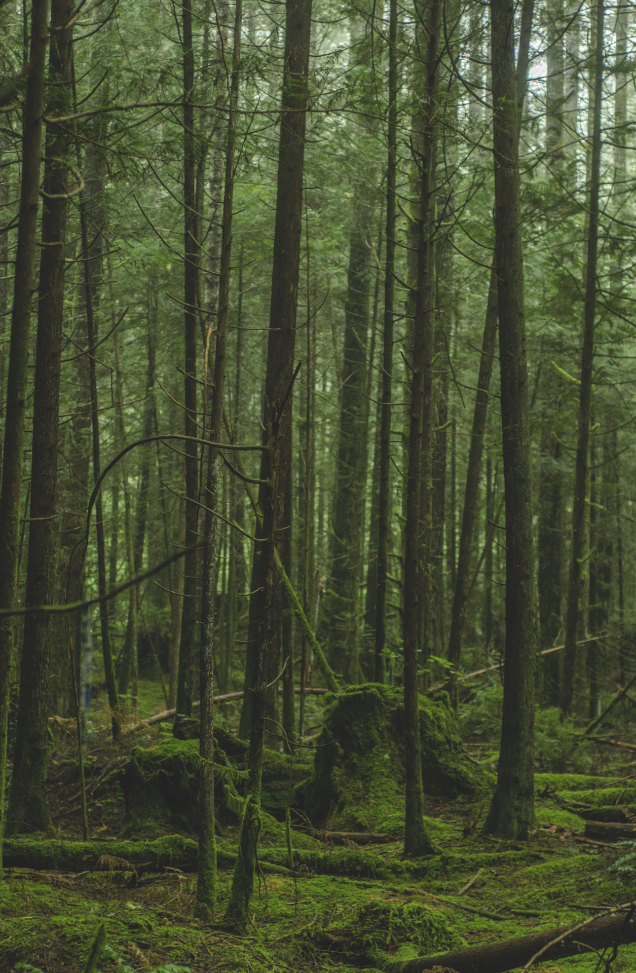 millivedderphotography:  Seabeck, WashingtonFlickr|Facebook|Tumblr 