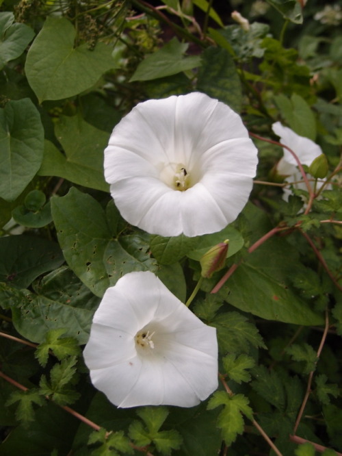 Calystegia sepium — hedge bindweed