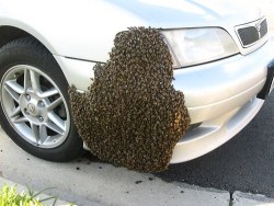 everyday-conman:  holligenet:  shyandsmiley:  aspidelaps:  babeobaggins:  nasadad:  uylg:  rotbabe:  If you see this do NOT call an exterminator, call a beekeeper to relocate them for you.  Fuck that, I’m calling a SWAT team  No you’re not  Hey man!