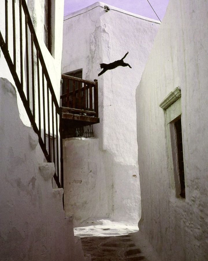 unsubconscious:
“From “Cats in the Sun”, Greek Islands, published 1994 by Hans Silvester
”