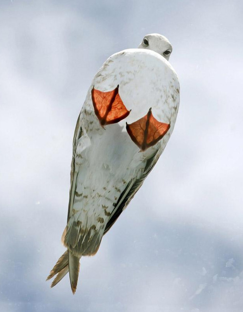 brevityandclarity: bunjywunjy: avianawareness: asapscience: What a seagull looks like from below.&nb