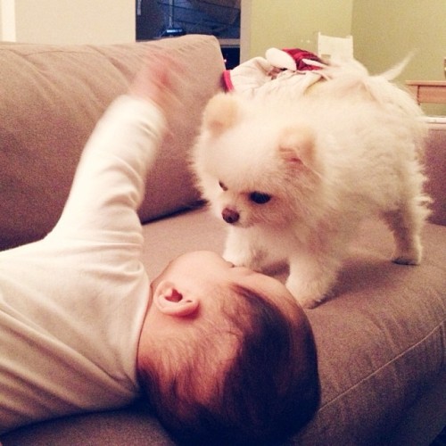 pomeranian and baby