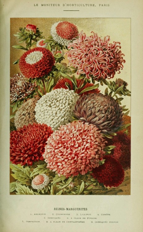 French Horticultural Illustration, 1894