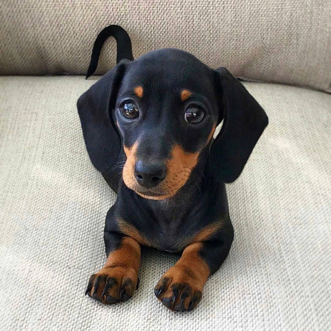 - Photo: @martha_dachshund