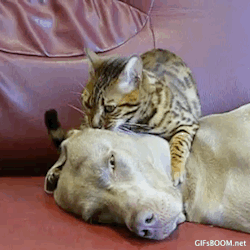 gifsboom:  Video: Cat Gives Dog a Relaxing