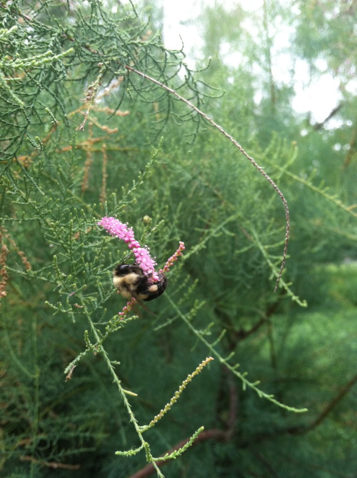 What a nice little bee, holding on tight while collecting some pollen.