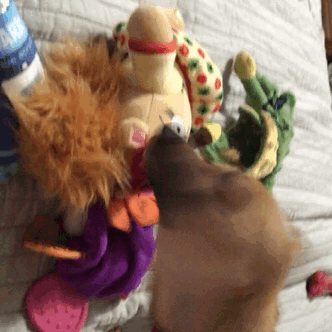 chiweenie plush