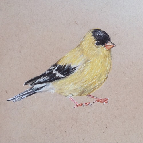 tiniestpeach:I’m drawing like 678865 types of birds. This is an American Goldfinch.