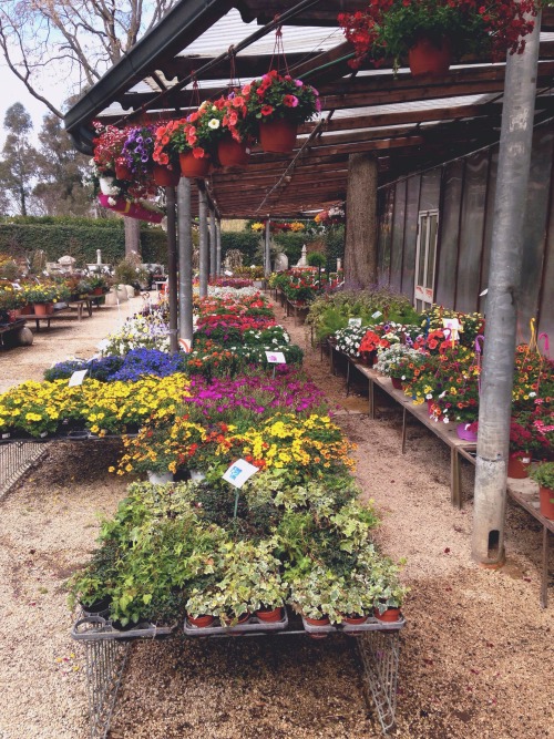 captain-effe:Today I went to the garden center and it made me happy.