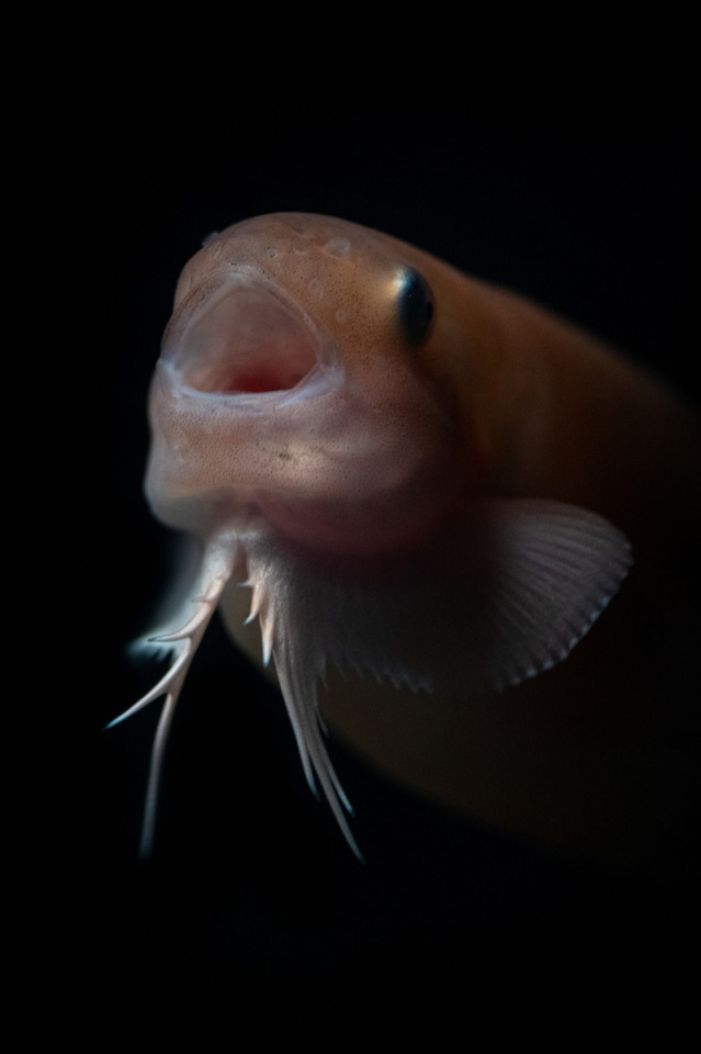 A pale orange snailfish with big, round eyes and frilly barbells on its chin opens it mouth wide as it looks into the camera.