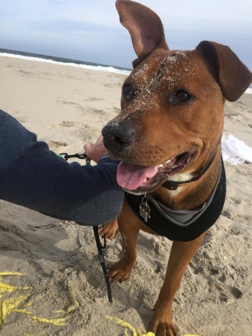 handsomedogs:Cooper’s first trip to the beach!