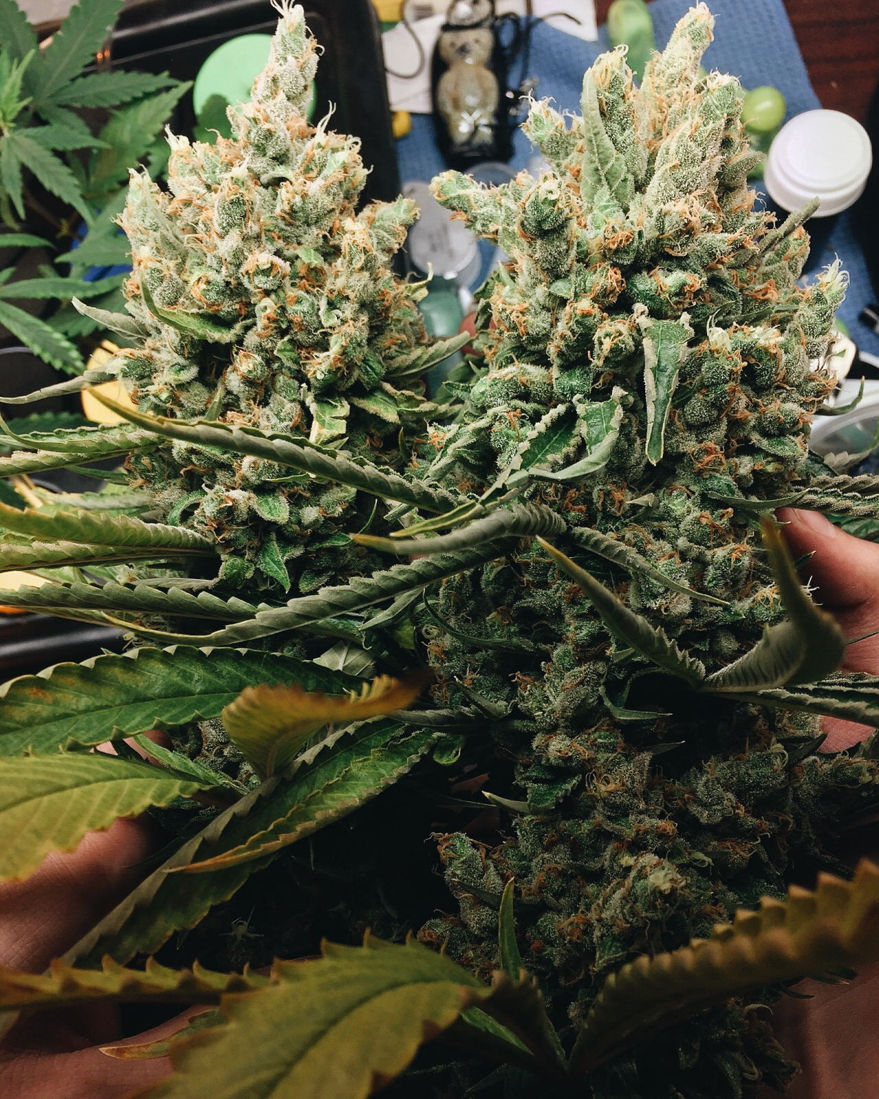 roll-it-smoke-it:  4 2 0