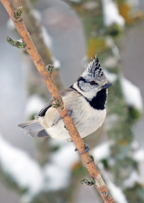 This year I haven’t seen a single crested tit in our garden. Last winter, when this photo was 
