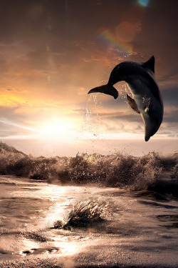 plasmatics-life:  Beautiful Sunset and Dolphin ~ By Vitaliy Sokol 
