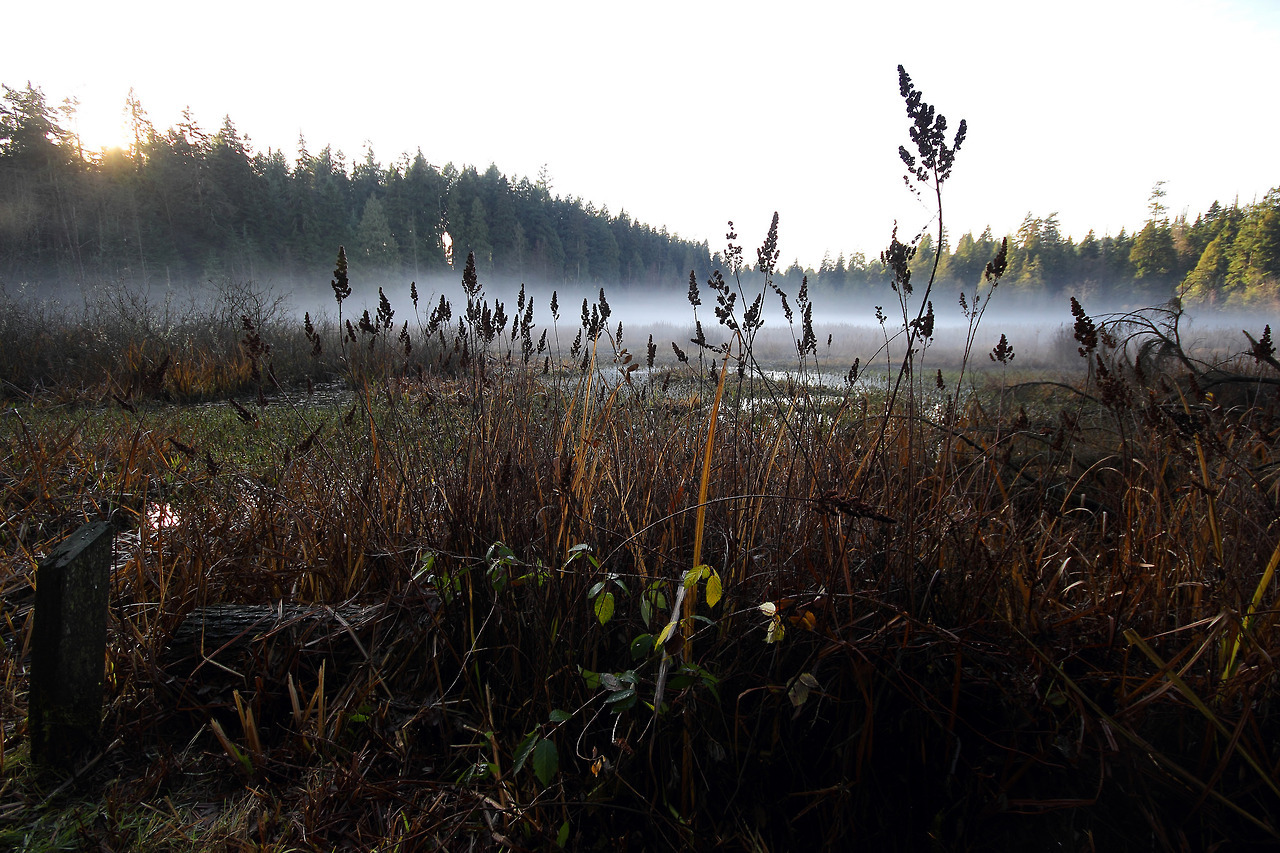 90377:  DECEMBER AT BEAVER LAKE by Martin Rose   