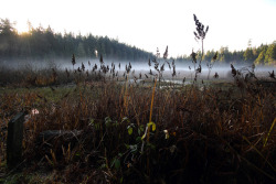 90377:  DECEMBER AT BEAVER LAKE by Martin