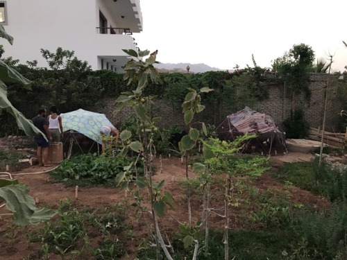 Geodesic domes for chickens