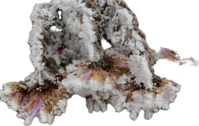 Flower 1