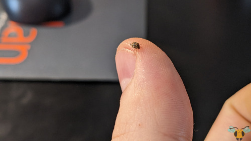 Varied Carpet Beetle - Anthrenus verbasciI was looking through the insect orders and families that h