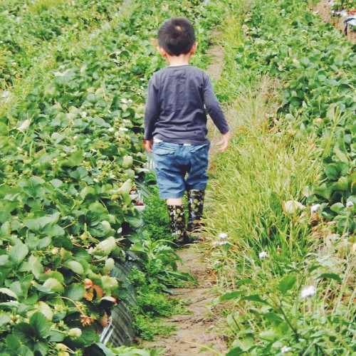 Cutest strawberry picking helper #nephew adult photos