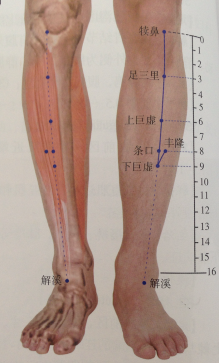 I really like the way these textbooks show points as they fit with musculature and bone, highlighted