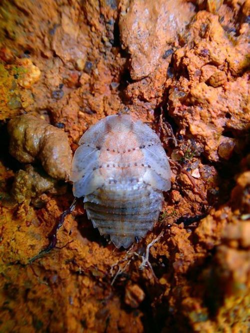 onenicebugperday:Cockroaches and nymphs in the genus Pseudophoraspis Found in Southeast AsiaPhotos 1