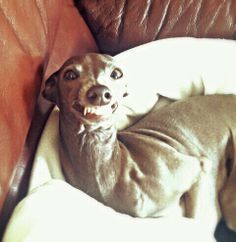 Harry Potter Characters As Dogs