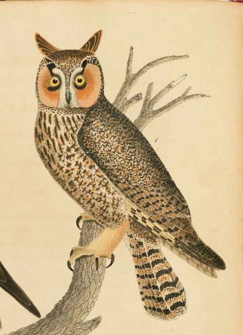 From: Wilson, Alexander, 1766-1813. American ornithology, or, The natural history of the birds of th