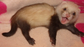 Porn mrpaws:  Happy Ferret Tongues.   This is photos