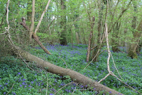 geopsych: rattystarlings: blue carpet I fall for those UK bluebell woods pictures every time.