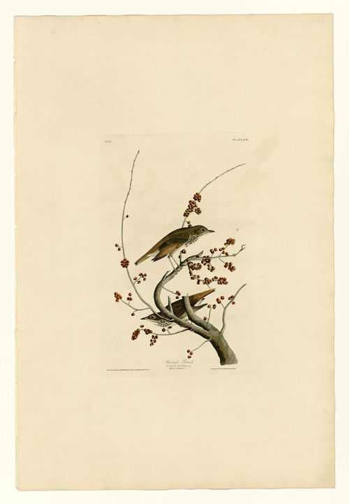 Plate 58.Hermit Thrush, John James Audubonwww.wikiart.org/en/john-james-audubon/plate-58-her