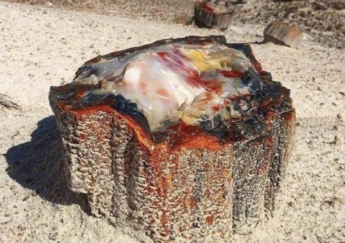 blondebrainpower:Petrified tree trunk discovered