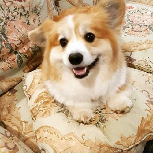 His royal highness. #corgisofinstagram #wordycorgi #corgi #hisroyalhighness #mycouch #happycorgi