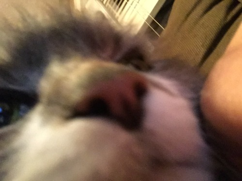 dimetrodone: My dad daily texts me unflattering close ups of my cats @unflatteringcatselfies