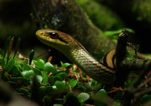 This is the first snake of my Kyoto adventure - a shimahebi, the Japanese striped snake or Japanese 