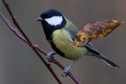 Great tit/talgoxe, Willow tit/talltita and Blue tit/blåmes.