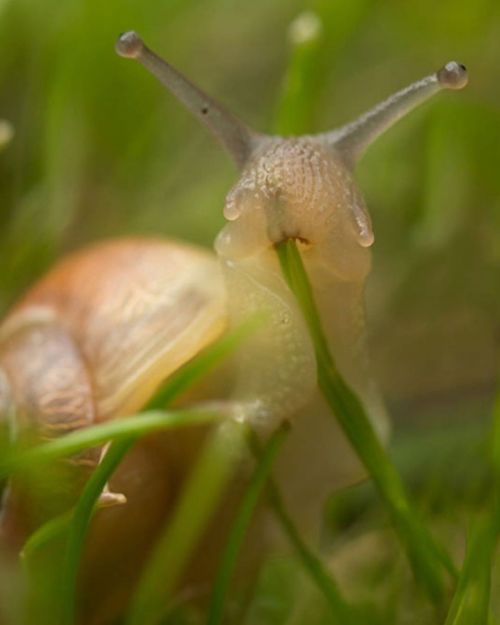 My top three liked posts of 2019 were all snails!! So I thought I’d share another cutie. . Ple