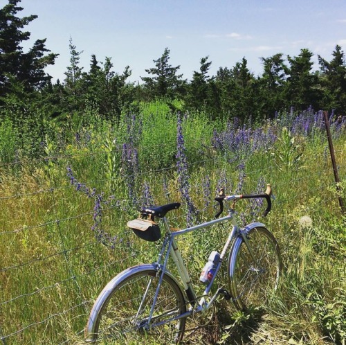 bicyclespecialties:#Repost @johnnycherrybomb ・・・ Canada Day ride on the Mariposa. Beautiful wildflow