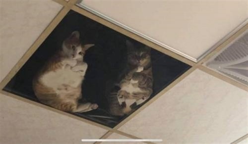A shop owner modified his attic to accommodate his cats. Now he is under constant observation.