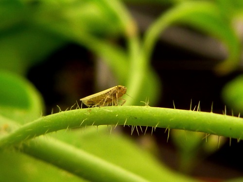 Zombie plantsScientists have discovered how a bacterial parasite turns plants into the living dead.T