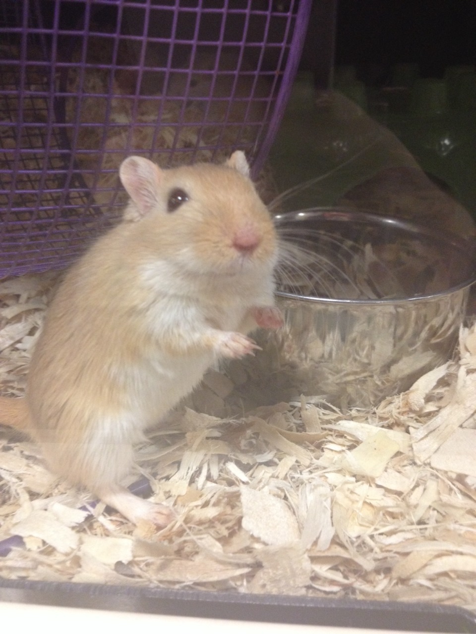 reallybigsword:  this little guy was so excited to have visitors today  I LOVE IT.
