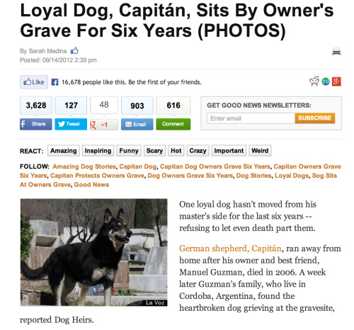 And Yet People Still Get Cats Instead Of Dogs. Oh Well.