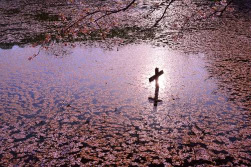 Sakura blossoms floating in rivers, shot in Tenri (Nara prefecture) by @v0_0v______mkFloating petals