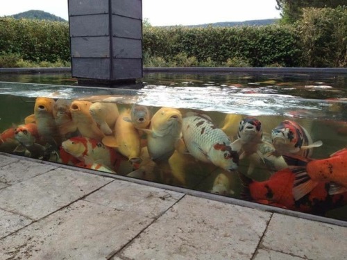 flicker-betta:thebettasarebackintown:bancachepkoi:These drakens are ready to be unleashed www.lunako