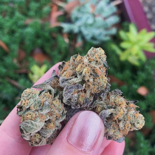 therealentwivesoffangorn:Girl Scout Cookies 🤤 almost too pretty to smoke&hellip;.