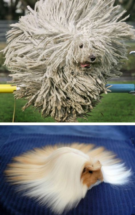 tastefullyoffensive:  Animals with Fabulous Hair [boredpanda]Previously: Animals in Complete Astonishment
