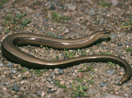 wapiti3:Anguis fragilis, or slow wormTommi Sandberg-Lars Bergendorf photographersSLOW WORM!!! I LOVE