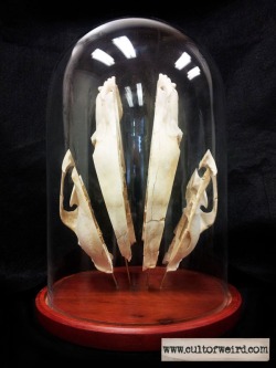 Beauchene-style vintage bear skull made by