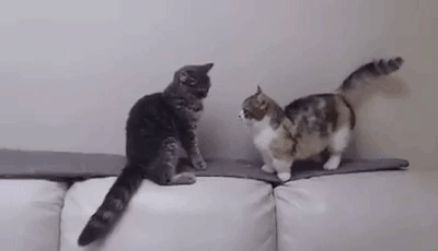 unicornsshitoutsparkles:  giflounge:  A longer arm could decide a vital cat fight.   ‘u stop that’ 