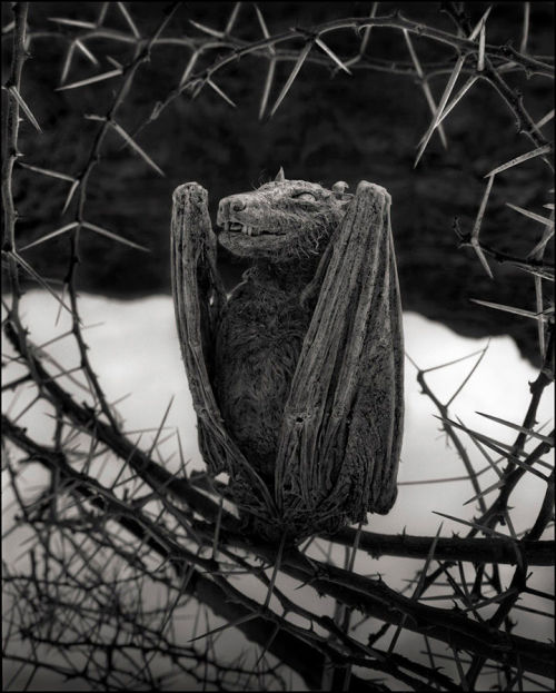 spookyloop:Lake Natron in Tanzania photographed by Nick Brandt for his book, Across the Ravaged Land